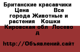 Британские красавчики › Цена ­ 35 000 - Все города Животные и растения » Кошки   . Кировская обл.,Лосево д.